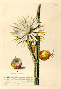 Cereus, Trew, Impressum [Augsburg] : Haid, (1751), H61/2 RAR.A 24[1/3