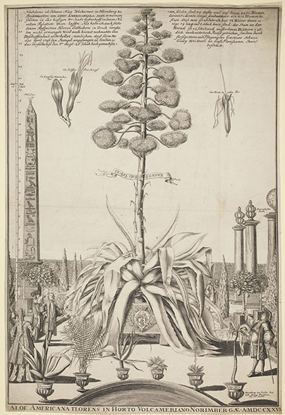 Staunende Besucher vor einer blühenden Aloe Ausschnitt aus einem Einblattdruck zur Blüte einer »Aloe americana« im Nürnberger Garten der Familie Volkamer Kupferstich von Johann Georg Puschner Aloe americana florens in horto Volcameriano Norimbergae. Nürnberg 1726. UBE H62/ TREW. A (1c)-18
