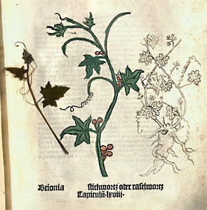 Illustration Brionia