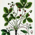 Illustration Fragaria