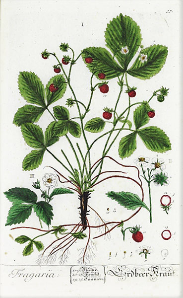 Fragaria vesca L. (Walderdbeere) Kolorierter Kupferstich von Nikolaus Friedrich Eisenberger Aus: Johann Christoph Trew (Hg.): Herbarium Blackwellianum Centuria I, Tafel 77. Nürnberg 1750. UBE Sign. H61/2 TREW.C 610 i